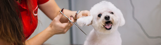 Tips for Finding a Great Dog Groomer