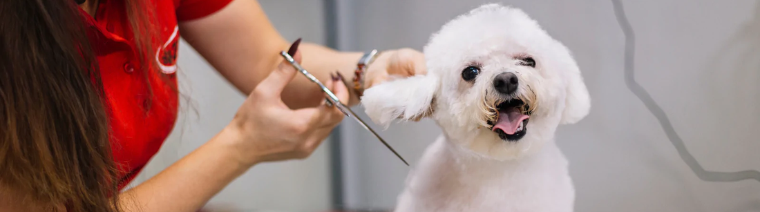 Tips for Finding a Great Dog Groomer