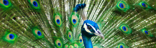 Peacock